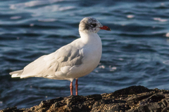 Ichthyaetus melanocephalus