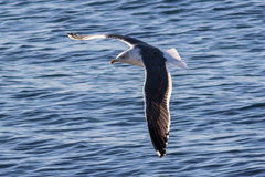 Larus fuscus
