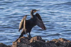 Phalacrocorax carbo