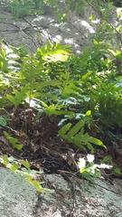 Microsorum scolopendria