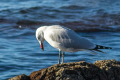 Ichthyaetus audouinii