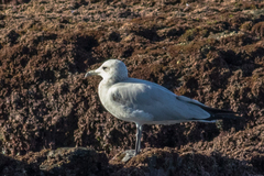 Ichthyaetus audouinii