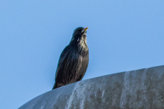 Sturnus unicolor