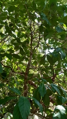 Morinda citrifolia image