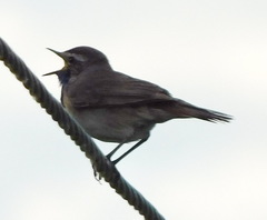 Luscinia svecica
