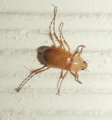 Phyllotocus macleayi