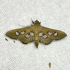 Omiodes odontosticta