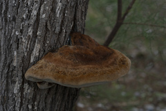 Inocutis tamaricis