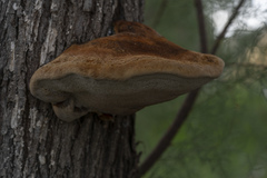Inocutis tamaricis