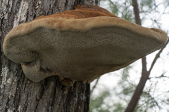 Inocutis tamaricis