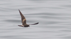 Hydrobates leucorhous
