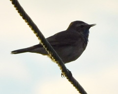 Luscinia svecica