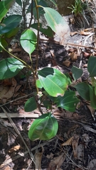 Cinnamomum verum