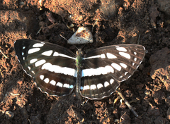 Neptis hylas varmona