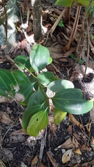 Cinnamomum verum