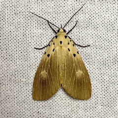 Asota iodamia