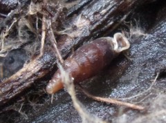 Clausilia