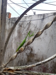 Stagmatoptera binotata