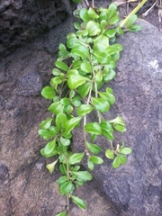 Myosotis pansa pansa