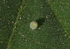 Neptis hylas varmona