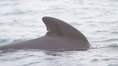 Globicephala melas