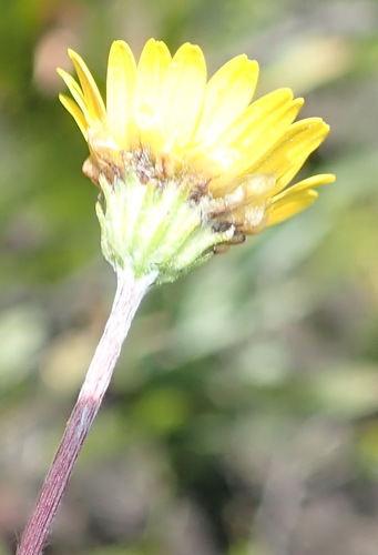 Image of Ursinia trifida by (c) Nicola van Berkel, some rights reserved (CC BY-SA)