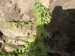Cichorieae