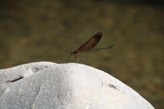 Calopteryx cornelia