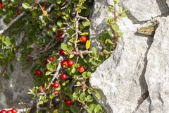 Rhamnus myrtifolia