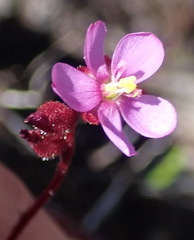 Drosera aliciae