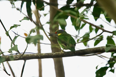 Psilopogon chrysopogon
