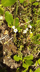 Samolus repens repens