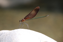Calopteryx cornelia
