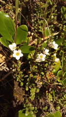 Samolus repens repens