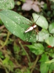 Oxyopes