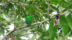 Calyptomena viridis