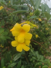Allamanda cathartica
