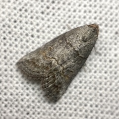 Calathusa hypotherma