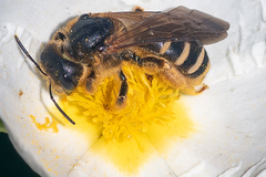 Halictus