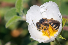Halictus