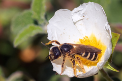 Halictus