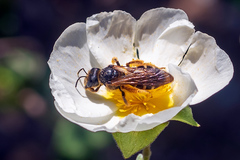Halictus