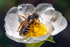 Halictus