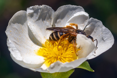 Halictus