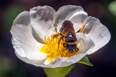 Halictus