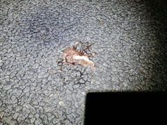 Chondrodactylus angulifer