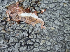 Chondrodactylus angulifer