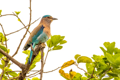 Coracias benghalensis