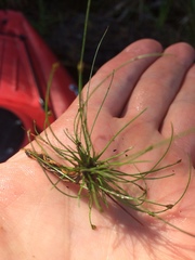 Eleocharis intermedia