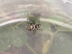 Salticidae